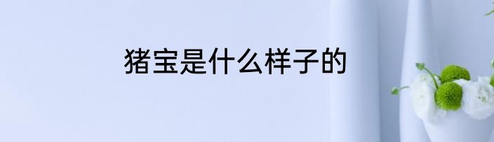 猪宝是什么样子的