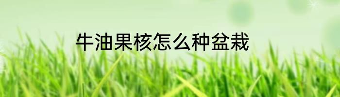 牛油果核怎么种盆栽