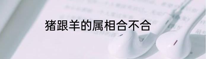 猪跟羊的属相合不合