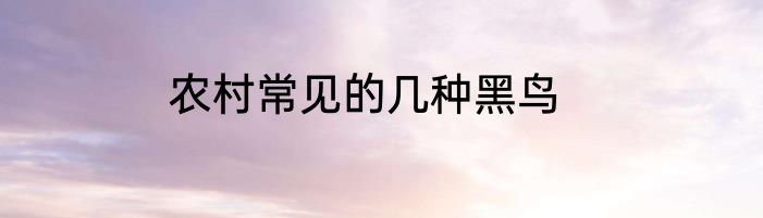 农村常见的几种黑鸟