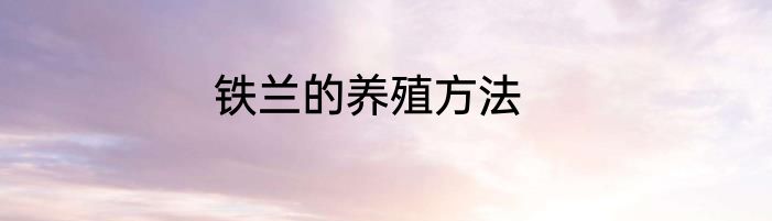 铁兰的养殖方法
