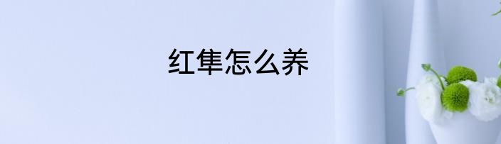 红隼怎么养
