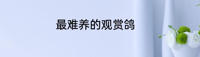 最难养的观赏鸽