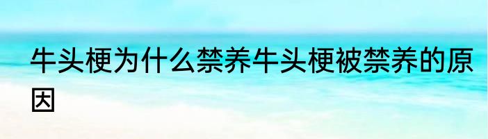 牛头梗为什么禁养牛头梗被禁养的原因