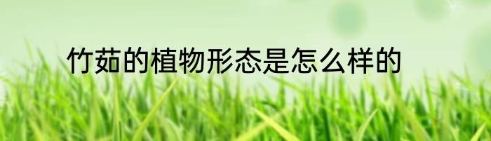 竹茹的植物形态是怎么样的