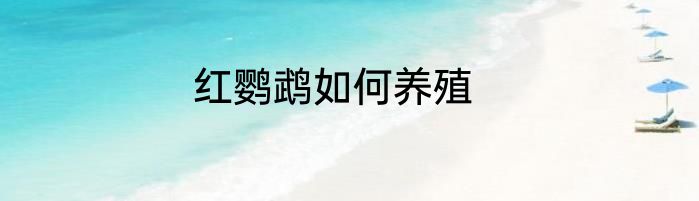 红鹦鹉如何养殖