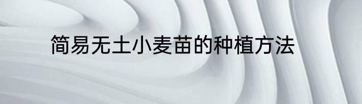 简易无土小麦苗的种植方法