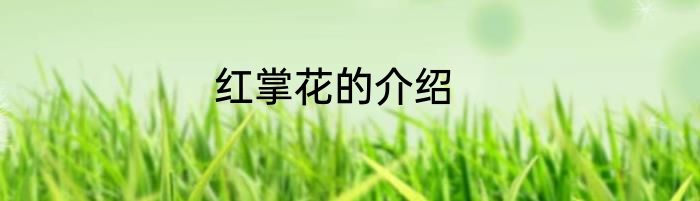 红掌花的介绍