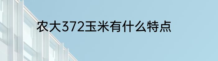 农大372玉米有什么特点
