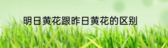 明日黄花跟昨日黄花的区别