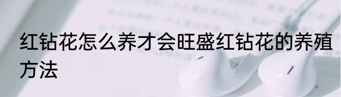 红钻花怎么养才会旺盛红钻花的养殖方法