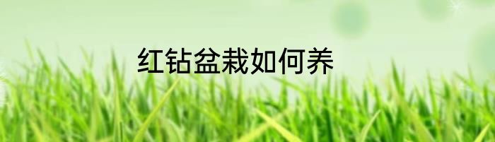 红钻盆栽如何养