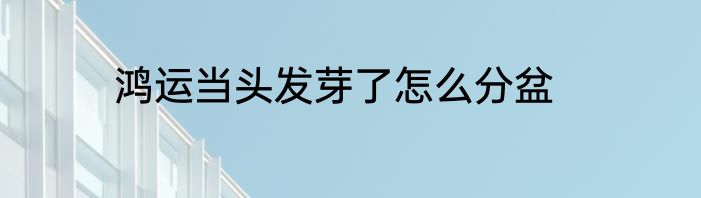 鸿运当头发芽了怎么分盆