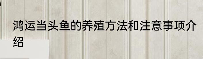 鸿运当头鱼的养殖方法和注意事项介绍