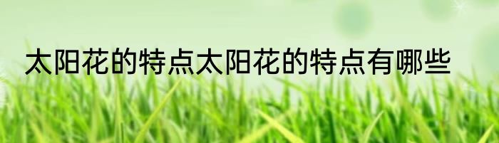 太阳花的特点太阳花的特点有哪些