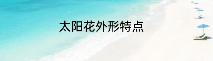 太阳花外形特点