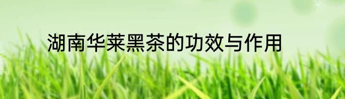 湖南华莱黑茶的功效与作用