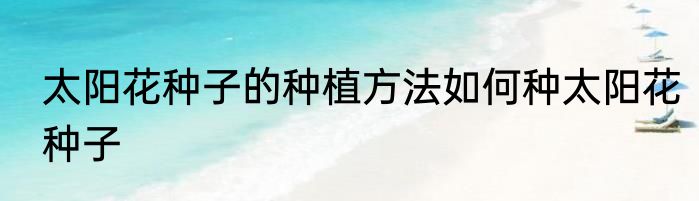 太阳花种子的种植方法如何种太阳花种子