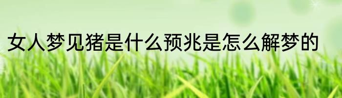 女人梦见猪是什么预兆是怎么解梦的