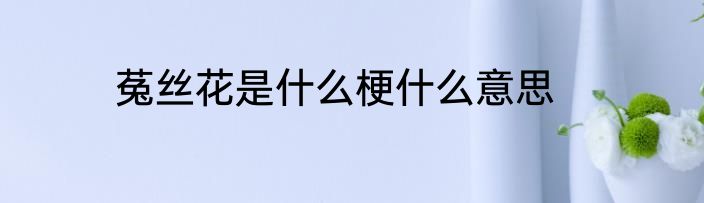 菟丝花是什么梗什么意思
