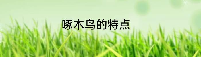 啄木鸟的特点