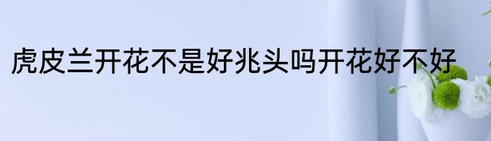 虎皮兰开花不是好兆头吗开花好不好