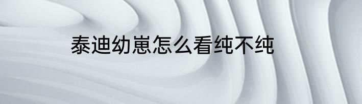 泰迪幼崽怎么看纯不纯