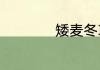 矮麦冬草的主要价值