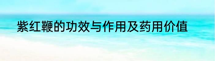 紫红鞭的功效与作用及药用价值