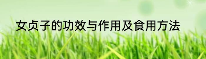 女贞子的功效与作用及食用方法