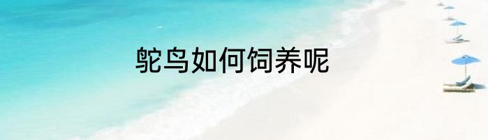 鸵鸟如何饲养呢