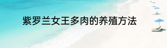 紫罗兰女王多肉的养殖方法