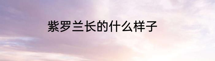 紫罗兰长的什么样子