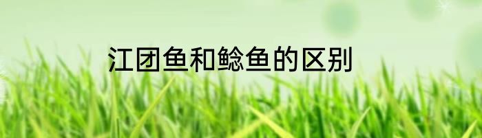 江团鱼和鲶鱼的区别