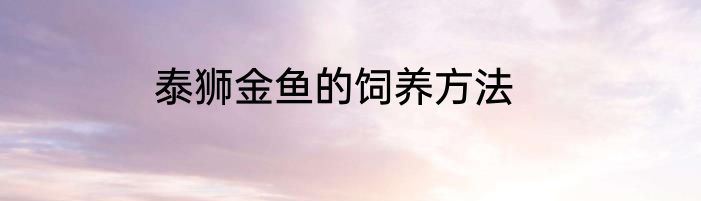 泰狮金鱼的饲养方法