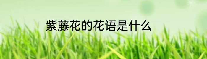 紫藤花的花语是什么