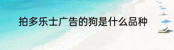拍多乐士广告的狗是什么品种