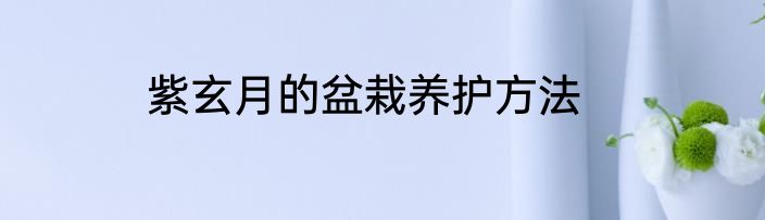 紫玄月的盆栽养护方法