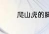 爬山虎的脚主要内容是什么