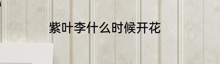 紫叶李什么时候开花