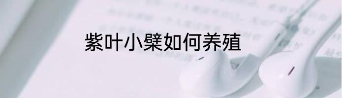 紫叶小檗如何养殖