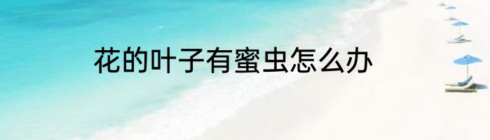 花的叶子有蜜虫怎么办