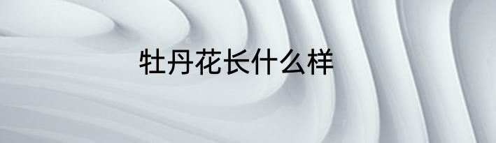 牡丹花长什么样