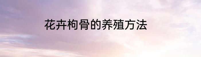 花卉枸骨的养殖方法