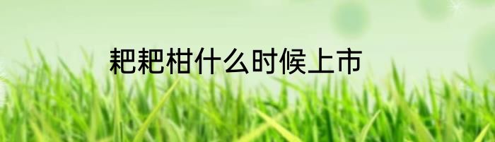 耙耙柑什么时候上市