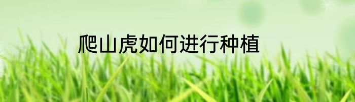 爬山虎如何进行种植