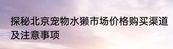 探秘北京宠物水獭市场价格购买渠道及注意事项