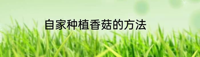 自家种植香菇的方法
