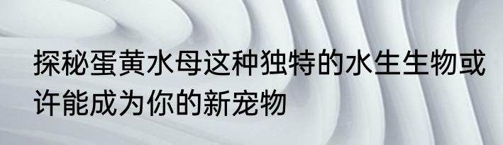 探秘蛋黄水母这种独特的水生生物或许能成为你的新宠物