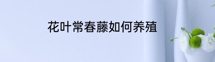 花叶常春藤如何养殖